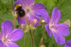 Bumble-bee (Bombus)
