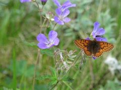 Fjellperlemorvinge (Boloria napaea)