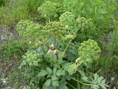 Garden Angelica (Angelica archangelica)