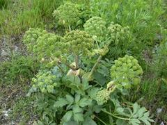 Kvann (Angelica archangelica)