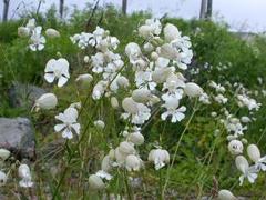 Bladder Campion (Silene vulgaris)