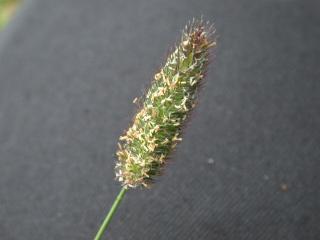 Fjelltimotei (Phleum alpinum)