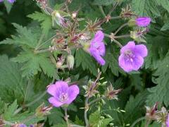 Skogstorkenebb (Geranium sylvaticum)