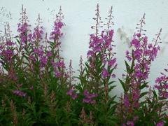 Geitrams (Epilobium angustifolium)