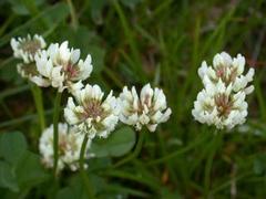 Hvitkløver (Trifolium repens)