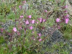 Red Campion (Silene dioica)