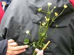 Creeping Buttercup (Ranunculus repens)