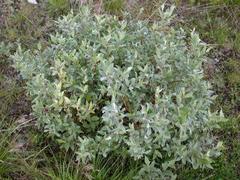 Lappvier (Salix lapponum)