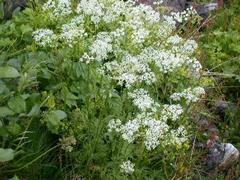 Hundekjeks (Anthriscus sylvestris)