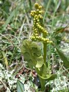 Marinøkkel (Botrychium lunaria)