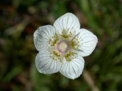 Jåblom (Parnassia palustris)