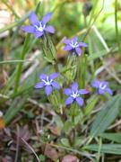 Snøsøte (Gentiana nivalis)