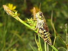 Fjellgresshoppe (Melanoplus frigida)