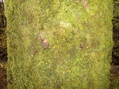 Oak (Quercus sp.)
