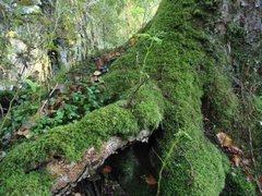 Oak (Quercus sp.)