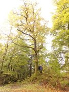 Oak (Quercus sp.)