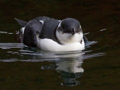 Razorbill (Alca torda)