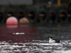 Razorbill (Alca torda)