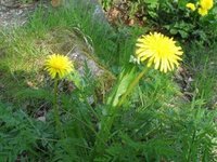 Løvetannslekta (Taraxacum)