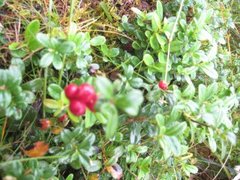 Tyttebær (Vaccinium vitis-idaea)