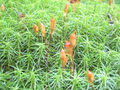 Bjørnemose (Polytrichum sp.)