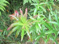 Geitrams (Epilobium angustifolium)