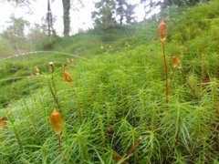 Bjørnemose (Polytrichum sp.)