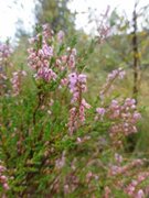 Røsslyng (Calluna vulgaris)