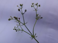 Sumpmaure (Galium uliginosum)