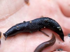Ash-black Slug (Limax cinereoniger)