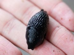 European black slug (Arion ater)