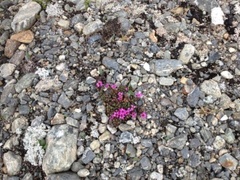 Rødsildre (Saxifraga oppositifolia)