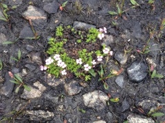 Fjellsmelle (Silene acaulis)