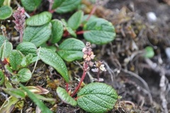Net-leaved Willow (Salix reticulata)