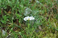 Høyfjellskarse (Cardamine bellidifolia)