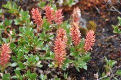 Whortle-leaved Willow (Salix myrsinites)