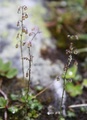 Fjellfrøstjerne (Thalictrum alpinum)