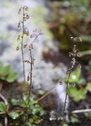 Fjellfrøstjerne (Thalictrum alpinum)