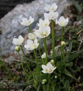 Jåblom (Parnassia palustris)