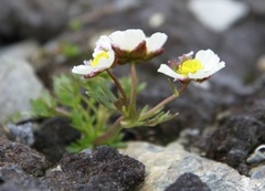 Issoleie (Ranunculus glacialis)