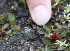 Dwarf Willow (Salix herbacea)