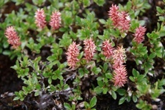 Whortle-leaved Willow (Salix myrsinites)