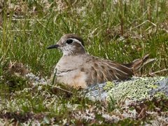 Boltit (Eudromias morinellus)