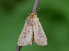 Teglrødt gressfly (Mythimna ferrago)