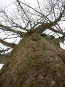 Hestekastanje (Aesculus hippocastanum)