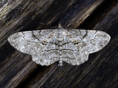 Willow Beauty (Peribatodes rhomboidaria)