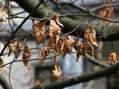 Bøk (Fagus sylvatica)