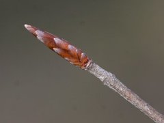 Bøk (Fagus sylvatica)