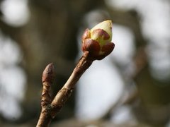 Hestekastanje (Aesculus hippocastanum)