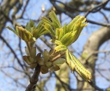 Hestekastanje (Aesculus hippocastanum)